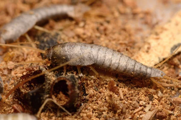 Insecte Poisson Argenté Lepisma Saccharinum Images De Stock Libres De Droits