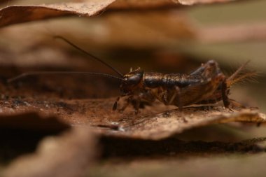Nemobius sylvestris, Gryllidae familyasından bir cırcır böceği türü.