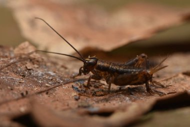 Nemobius sylvestris, Gryllidae familyasından bir cırcır böceği türü.