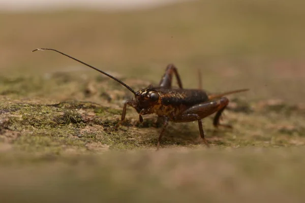 Nemobius Sylvestris是一种生活在Gryllidae家族中的不会飞的蟋蟀 — 图库照片