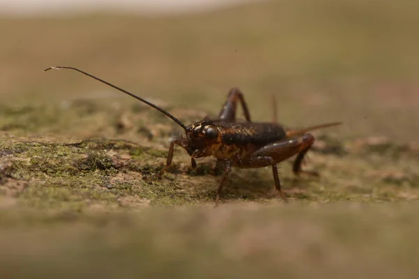 Nemobius Sylvestris Wood Cricket Flightless Species Cricket Family Gryllidae — Stok Foto