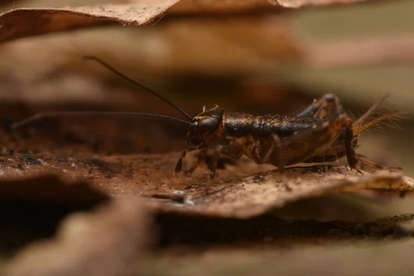 Nemobius Sylvestris Lesní Kriket Bezletový Druh Kriketu Čeledi Gryllidae — Stock fotografie