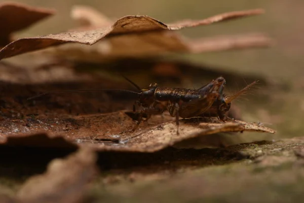 Nemobius Sylvestris Lesní Kriket Bezletový Druh Kriketu Čeledi Gryllidae — Stock fotografie