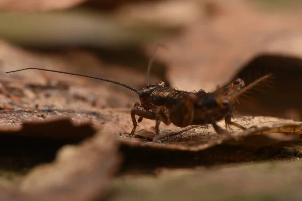 Nemobius Sylvestris Wood Cricket Flightless Species Cricket Family Gryllidae — Stock Photo, Image