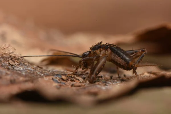 Nemobius Sylvestris Świerszcz Drzewny Jest Nieulotnym Gatunkiem Świerszczy Rodziny Gryllidae — Zdjęcie stockowe