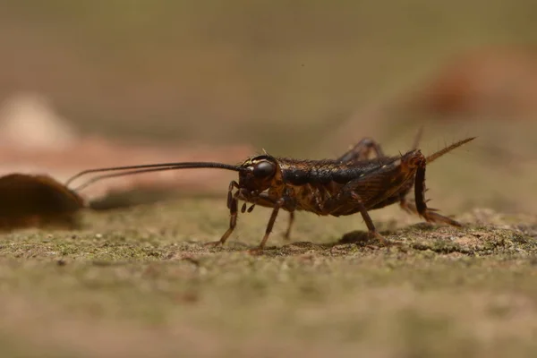 귀뚜라미인 비우스 베스트 Nemobius Sylvestris 그릴리 속하는 못하는 귀뚜라미의 일종이다 — 스톡 사진