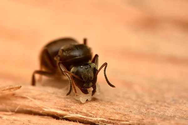 Ant Queen Nest República Checa Lasius Niger — Foto de Stock