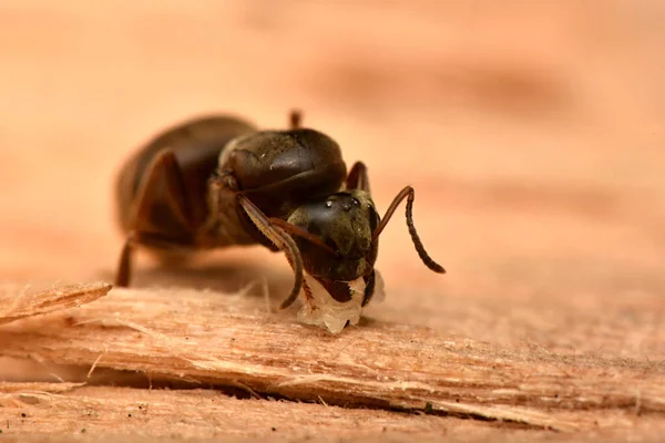 Ant Queen in nest, Czech Republic, Lasius niger