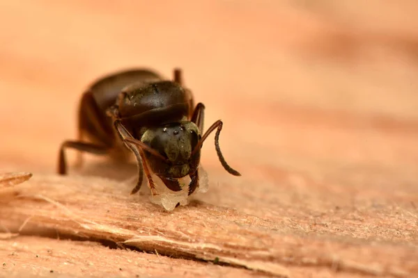 Karınca Kraliçesi Yuvasında Çek Cumhuriyeti Lasius Niger — Stok fotoğraf