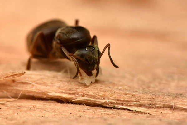 Ameisenkönigin Nest Tschechien Lasius Niger — Stockfoto