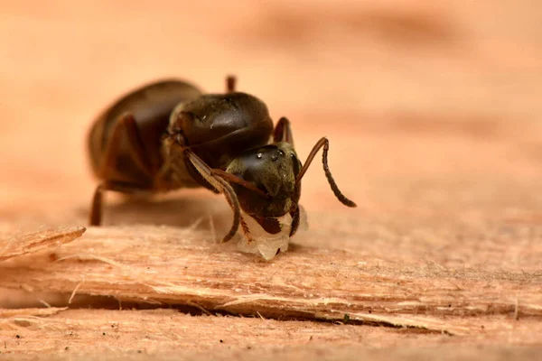 Ant Queen Nest Τσεχία Lasius Niger — Φωτογραφία Αρχείου