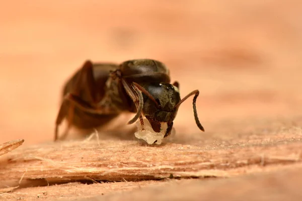 Ant Queen Nest Τσεχία Lasius Niger — Φωτογραφία Αρχείου