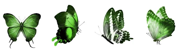 Set Tres Mariposas Aisladas Blanco — Foto de Stock