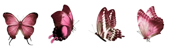 Set Tres Mariposas Aisladas Blanco —  Fotos de Stock