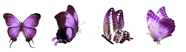 Set Třemi Motýly Izolované Bílém — Stock fotografie