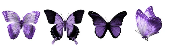 设置与三只蝴蝶 隔离在白色 — 图库照片