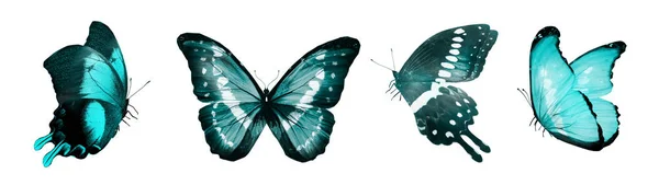 Set Tres Mariposas Aisladas Blanco — Foto de Stock