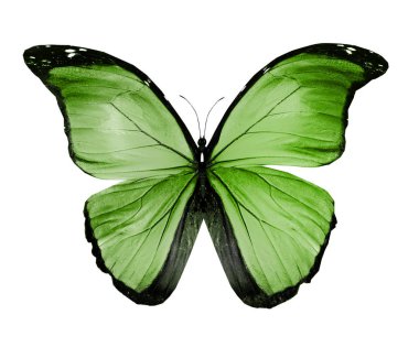 Renk kelebeği, beyaz arkaplanda izole