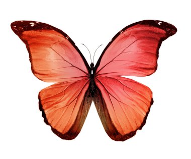 Renk kelebeği, beyaz arkaplanda izole