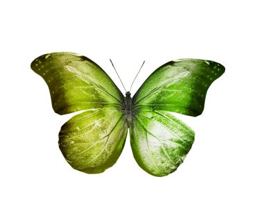 Renk kelebeği, beyaz arkaplanda izole