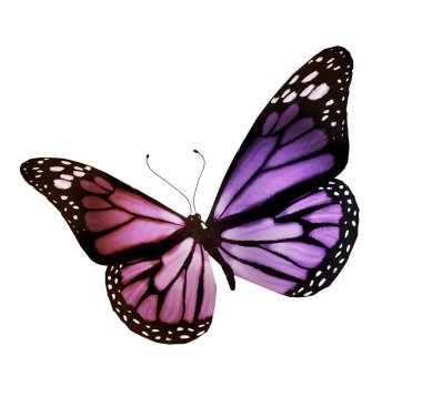 Renk kelebeği, beyaz arkaplanda izole