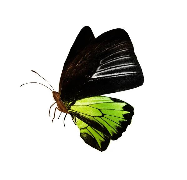 Mariposa de color, aislada sobre fondo blanco — Foto de Stock