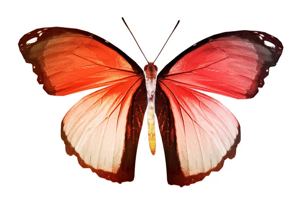 Papillon couleur, isolé sur fond blanc — Photo