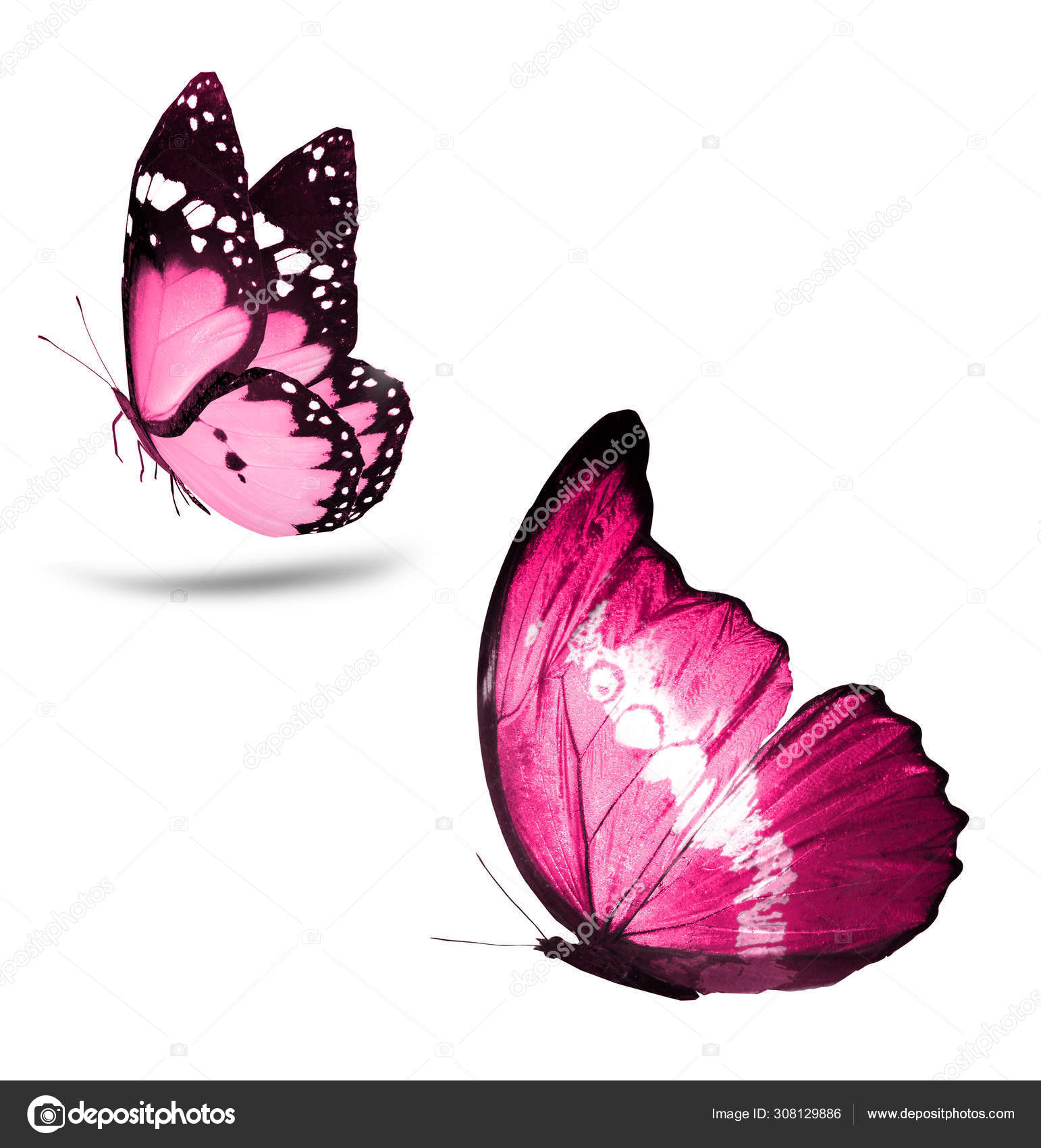 Mariposas de color, aisladas sobre fondo blanco — Foto de stock #308129886  © sun_tiger, image size:1542x1700