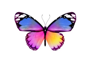 Renk kelebeği, beyaz arkaplanda izole