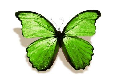 Renk kelebeği, beyaz arkaplanda izole