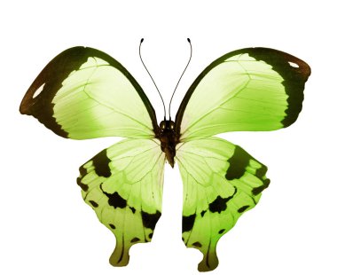 Renk kelebeği, beyaz arkaplanda izole