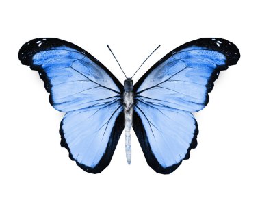 Renk kelebeği, beyaz arkaplanda izole