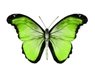 Renk kelebeği, beyaz arkaplanda izole