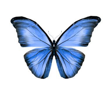 Renk kelebeği, beyaz arkaplanda izole