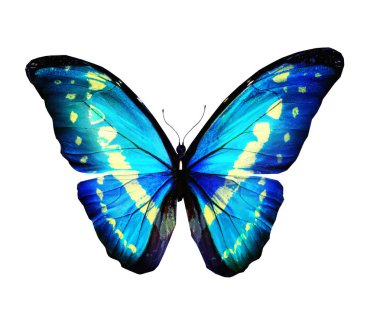 Renk kelebeği, beyaz arkaplanda izole