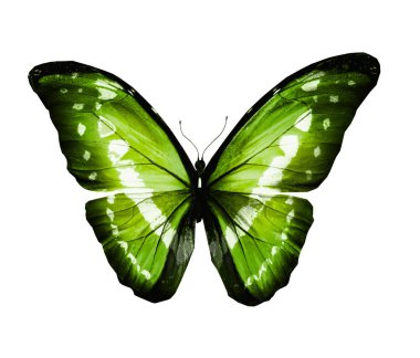 Renk kelebeği, beyaz arkaplanda izole