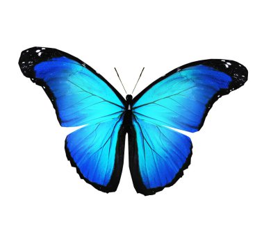 Renk kelebeği, beyaz arkaplanda izole