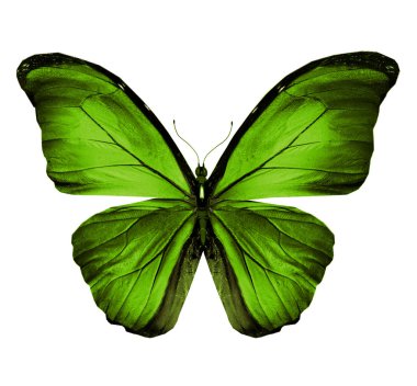 Renk kelebeği, beyaz arkaplanda izole