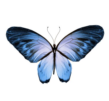 Renk kelebeği, beyaz arkaplanda izole