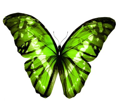 Renk kelebeği, beyaz arkaplanda izole