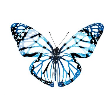 Renk kelebeği, beyaz arkaplanda izole