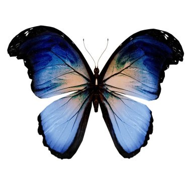 Renk kelebeği, beyaz arkaplanda izole