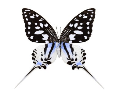 Renk kelebeği, beyaz arkaplanda izole