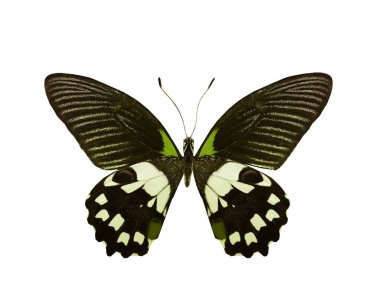 Renk kelebeği, beyaz arkaplanda izole