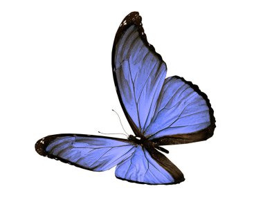 Renk kelebeği, beyaz arkaplanda izole