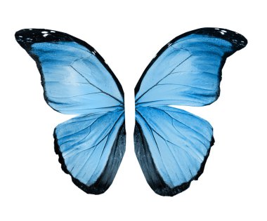 Renk kelebeği, beyaz arkaplanda izole