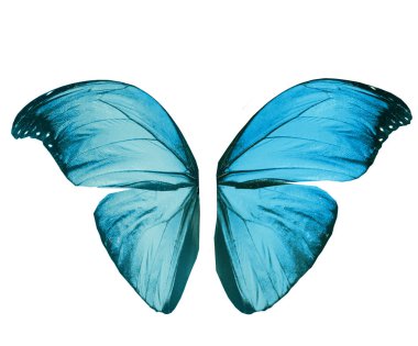 Renk kelebeği, beyaz arkaplanda izole