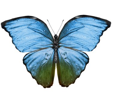 Renk kelebeği, beyaz arkaplanda izole