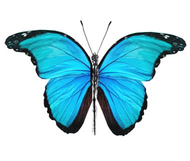 Renk kelebeği, beyaz arkaplanda izole