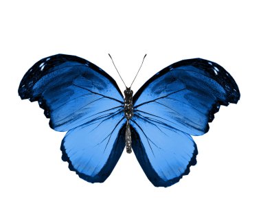 Renk kelebeği, beyaz arkaplanda izole